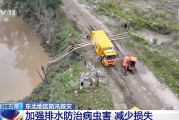 五常大米受灾，影响如何？几组数据讲清→